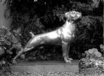 Hund Rex